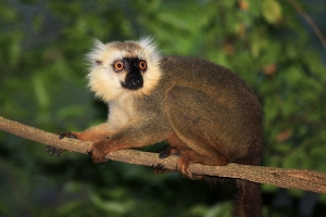 Lemur Sanfordův